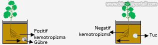 Bitkilerde kemotropizma